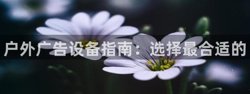 杏宇平台代理