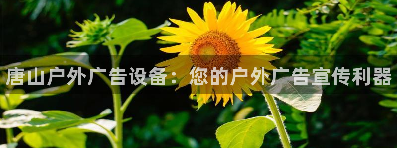 杏宇平台代理多少钱一个月